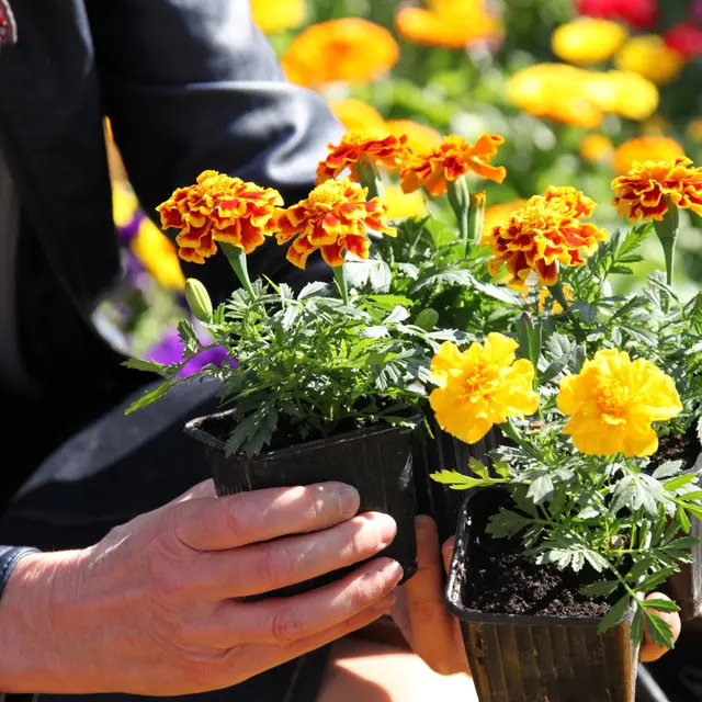 Bouquet de fleur