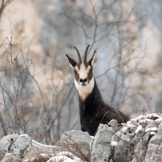 Rencontre avec les chamois_Ceillac