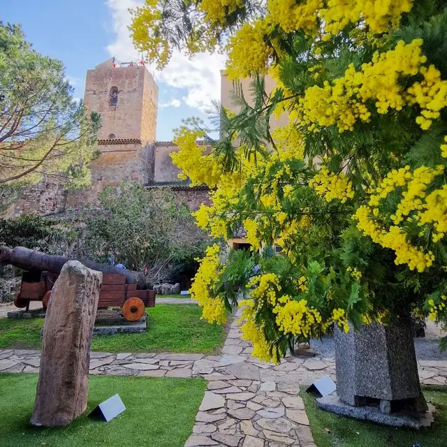 L'hiver au pays du mimosa_Saint-Raphaël