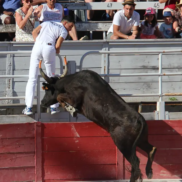 Féria de Pâques - Course Camarguaise_Arles