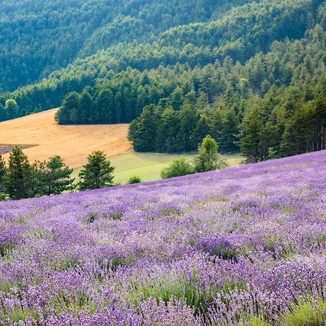 Lavande La Mure-Argens