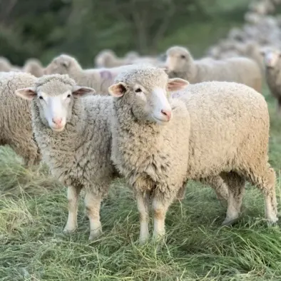 Conférence :  La Transhumance_Caromb