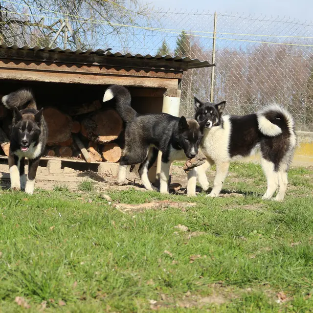 Chiens Cani-rando