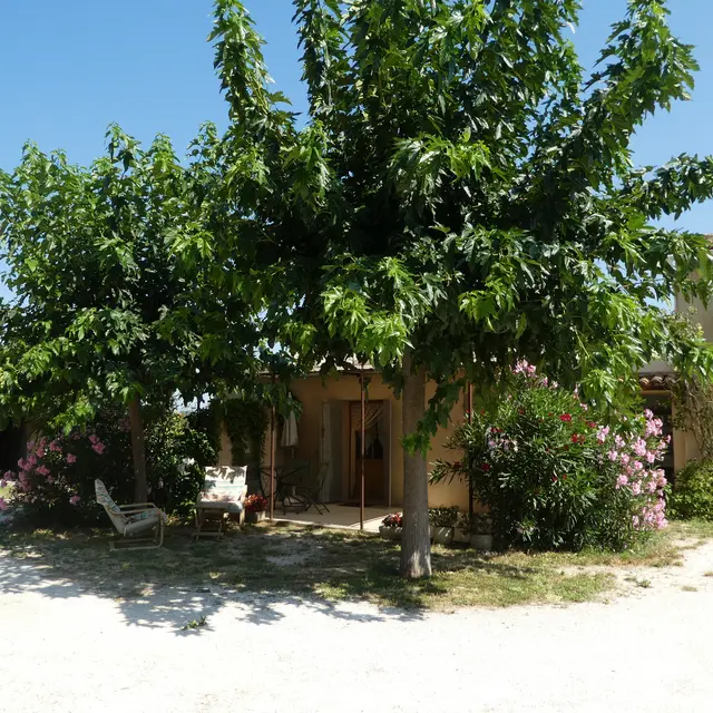 A l'ombre des mûriers platanes