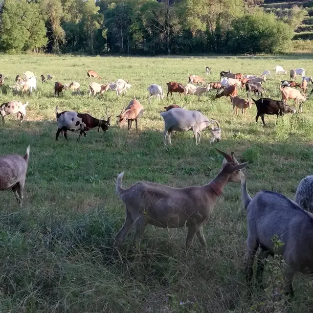 Les chèvres de la cigale_Fox-Amphoux