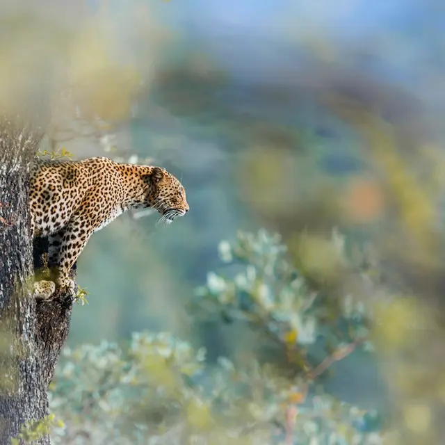 Paco Como - Cotignac