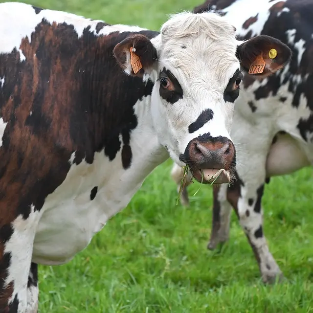 Visite de la ferme de Monnichard_Saint-Héand