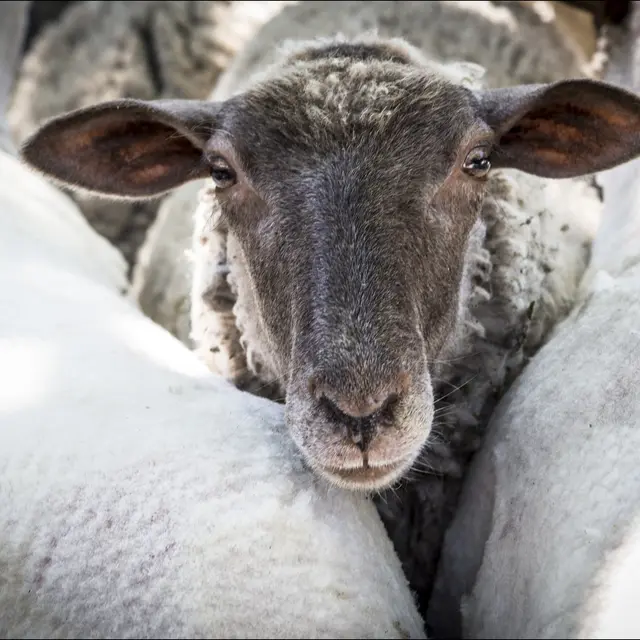 Revendran à Colmars