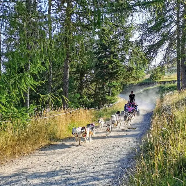 Cani-kart Passion Traineau