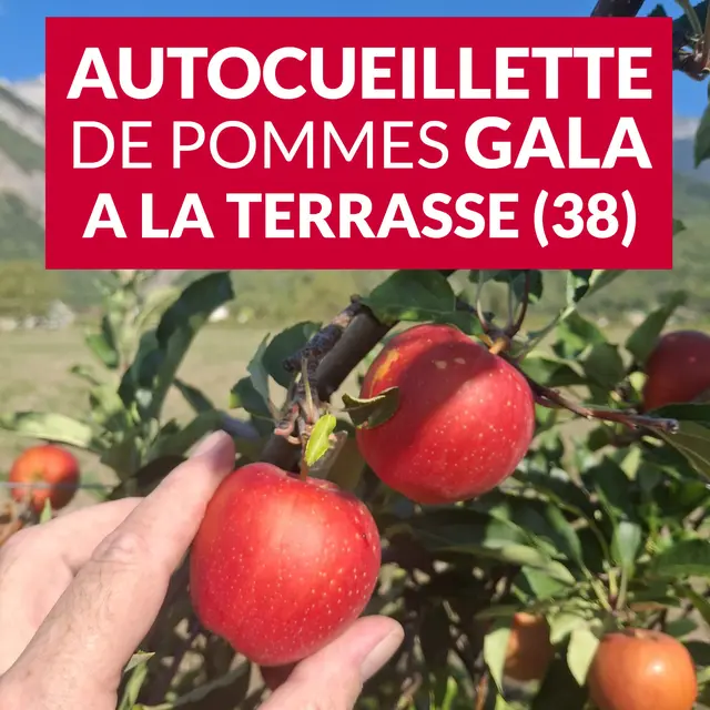 Autoueillette de pommes à La Terrasse