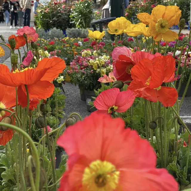 Foire Aux Plants_La Garde