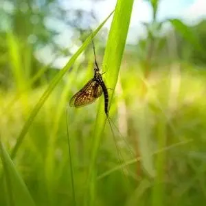 COMPLET : Une vie d'éphémère ! (7-13 ans) - Maison du Marais de Lavours_Ceyzérieu