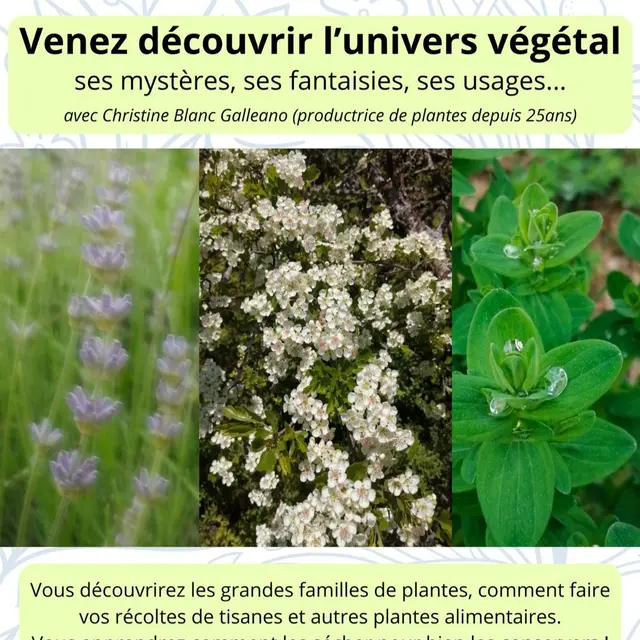Découverte l'univers végétal_Castellane
