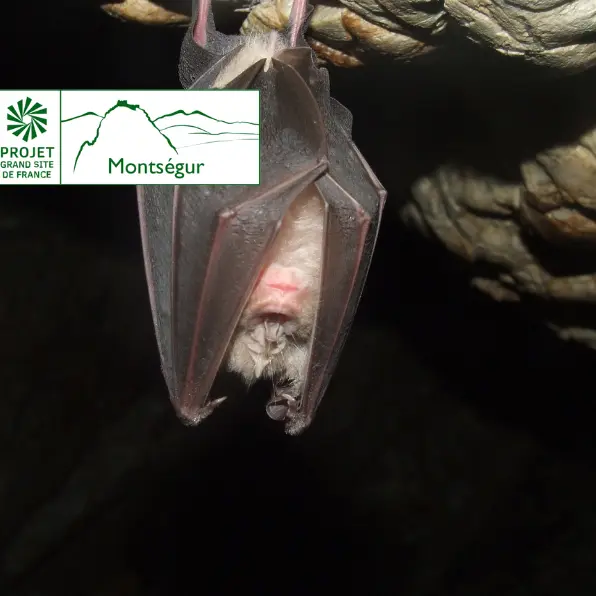 La nuit des chauves-souris_Montferrier