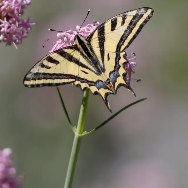 Animation au jardin des papillons_Allos