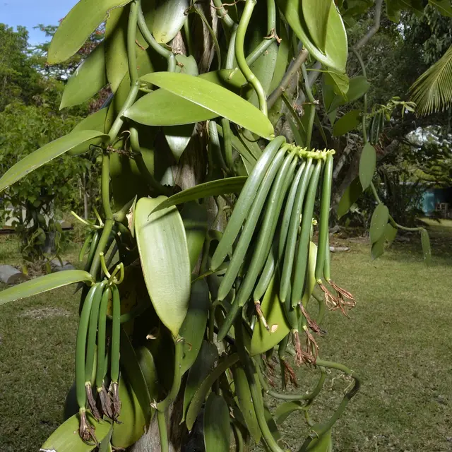 Vanilleraie de rawa