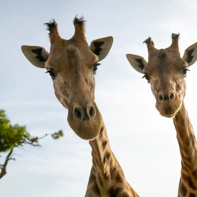 L'été au Parc Animalier de La Barben