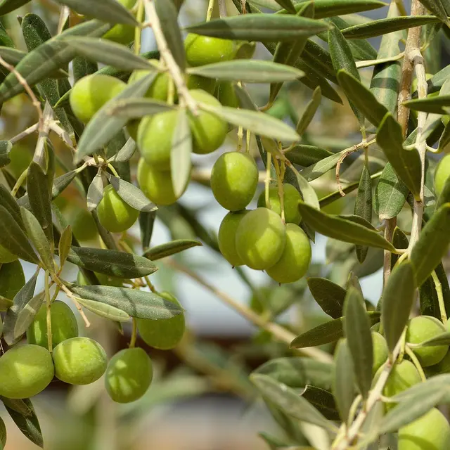 Coopérative Oléïcole La Solidarité_Entrecasteaux