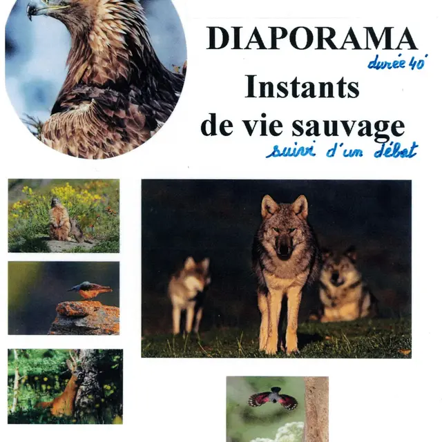 Diaporama Instants de la vie sauvage_Guillestre