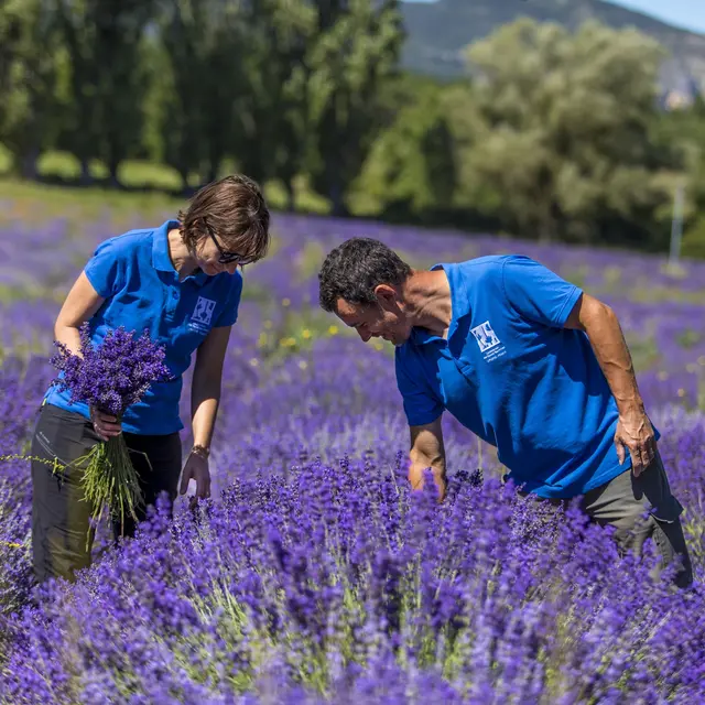 Lavanderaie des Hautes Baronnies