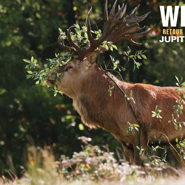 Cinéma : Wilding, retour à la nature sauvage_Chambéry