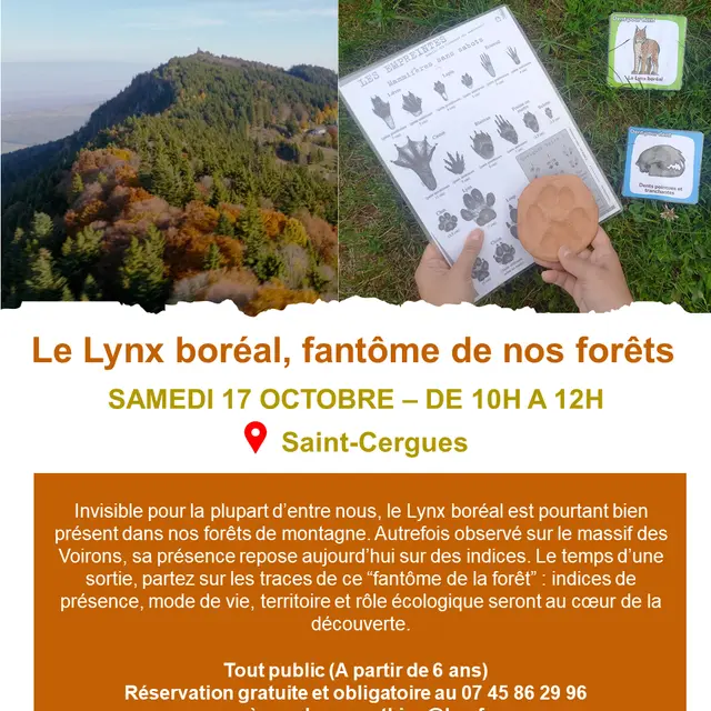 Le Lynx boréal, fantôme de nos fôrets