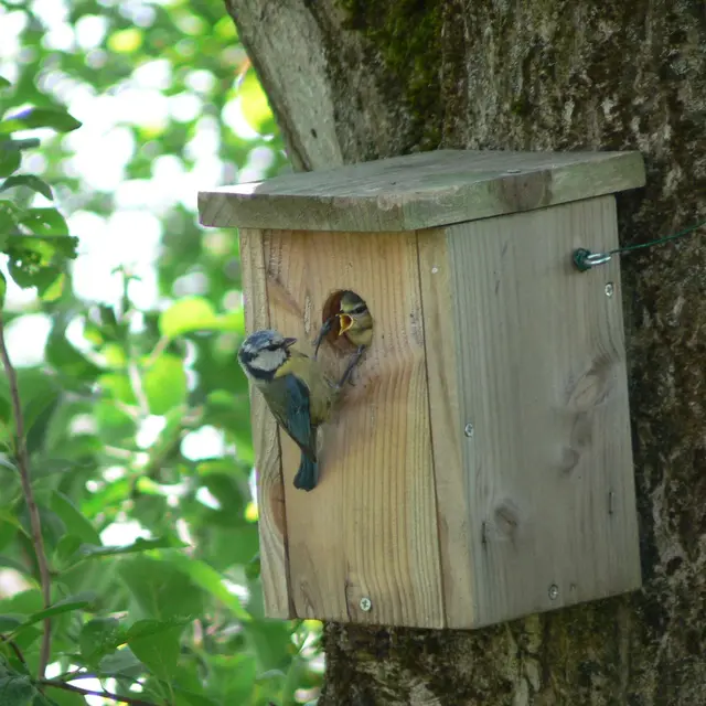 Atelier construction de nichoirs à mésanges_Arcon