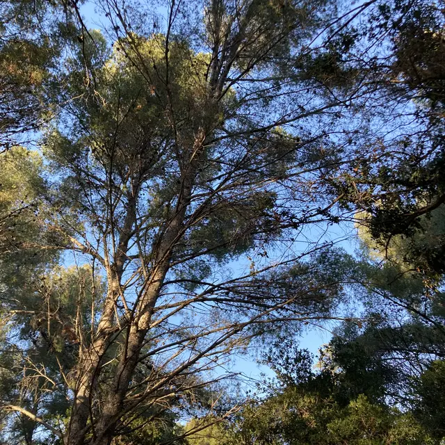 Parc du Canet_Bandol