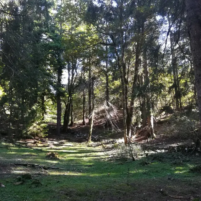 Bain de Forêt avec Les Demoiselles du Plateau