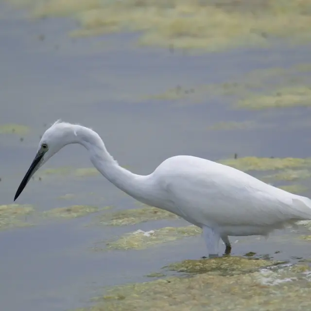 J&M EVASION - Aigrette