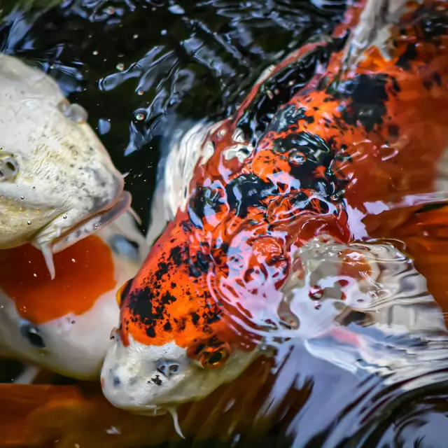 Lecture et Atelier créatif : Découverte du Japon_Faverges-Seythenex
