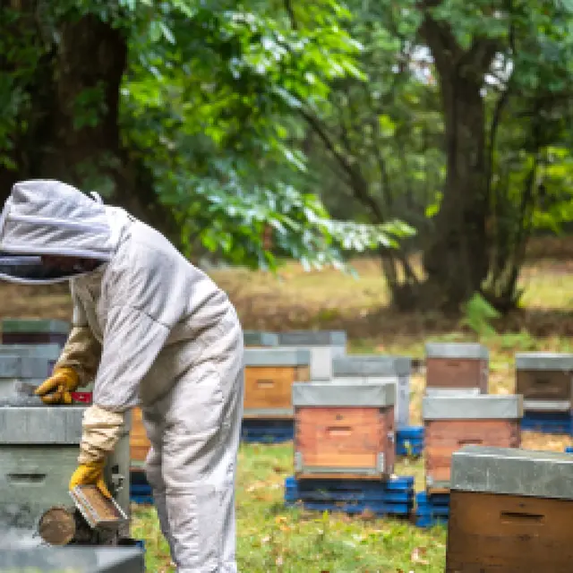 Le Rucher de Lagarde