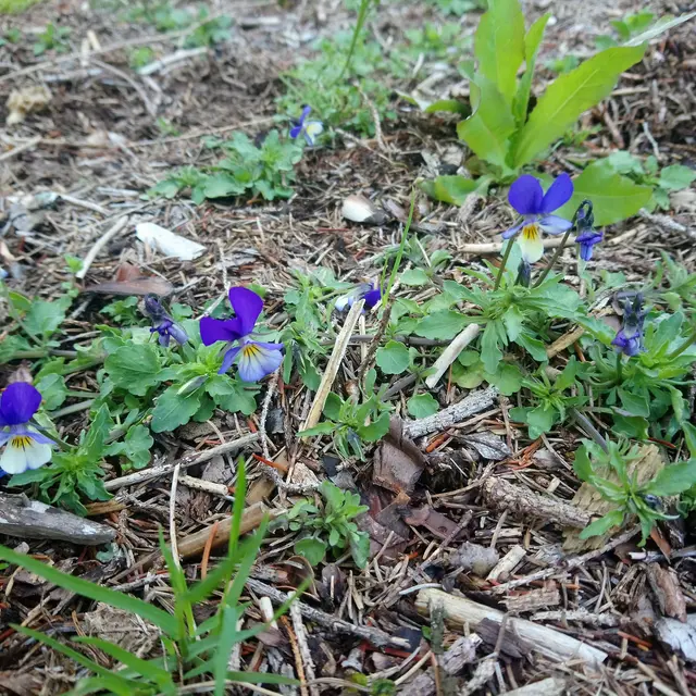 A la découverte des plantes sauvages_Corrençon-en-Vercors