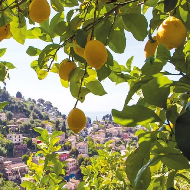 92ème Fête du Citron® - Randonnée du Citron