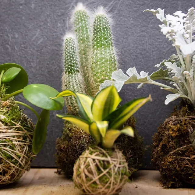 Artistes en Herbe et Impro’Visions !