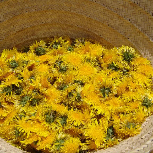 Stage sur l'atelier de l'herboriste_Tende