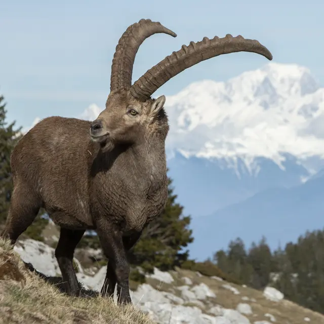 A la recherche de la faune des montagnes_Saint-Pierre-de-Chartreuse