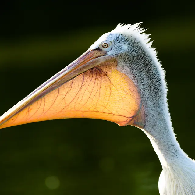 Pelican