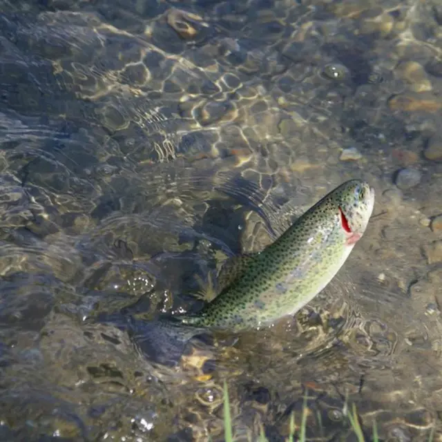 Pêche 1