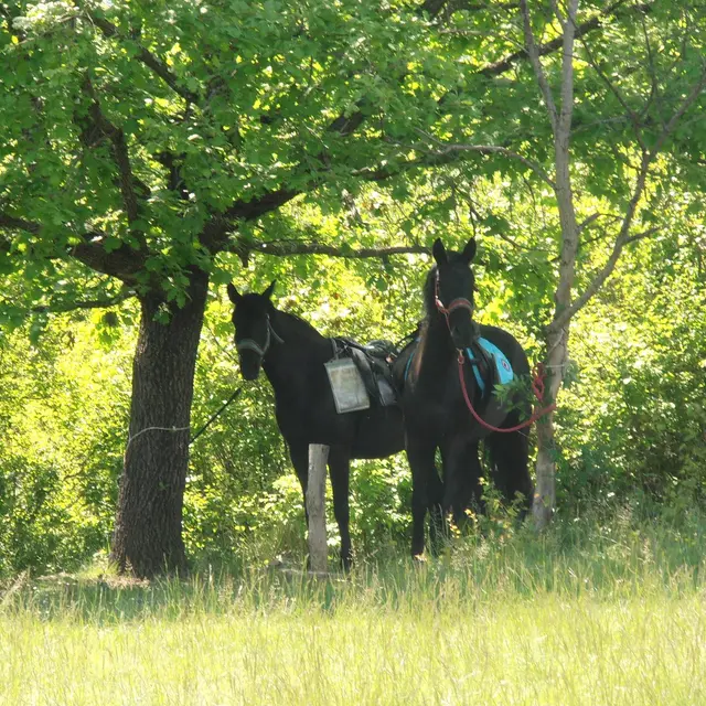 Haras des Villards