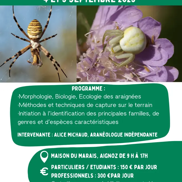 Stage d'initiation à l'étude des araignées - Maison du Marais_Ceyzérieu