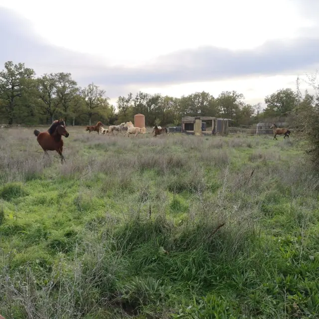 Centre équestre de Montmeyan - Montmeyan