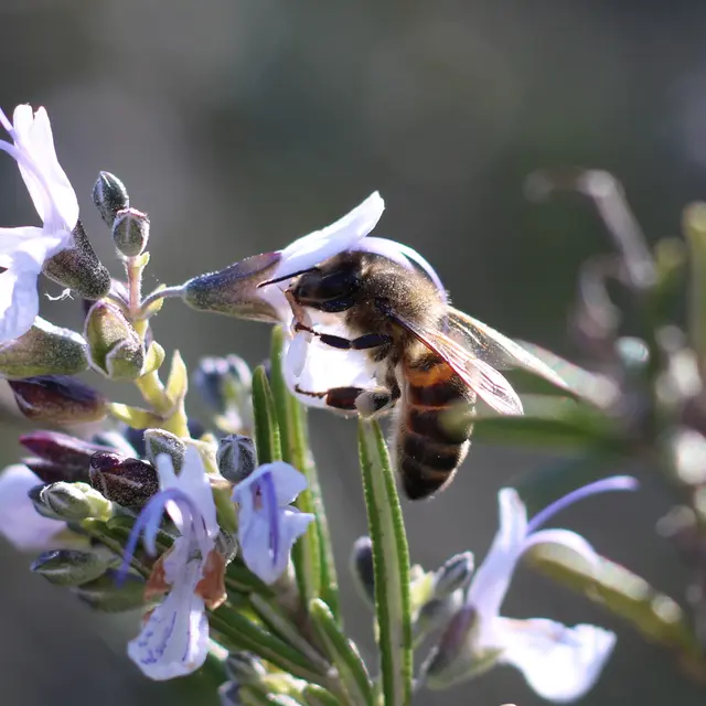 Frédéric FORTON - Carcès