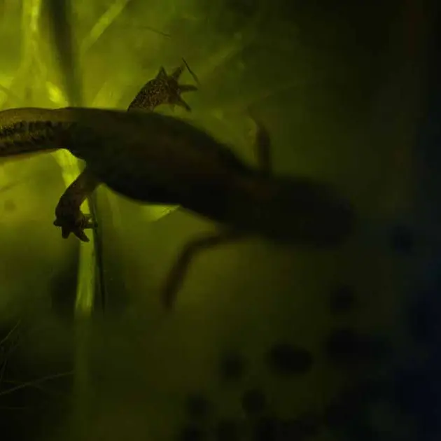 Atelier naturaliste : Dessine-moi un triton_Beaune-sur-Arzon