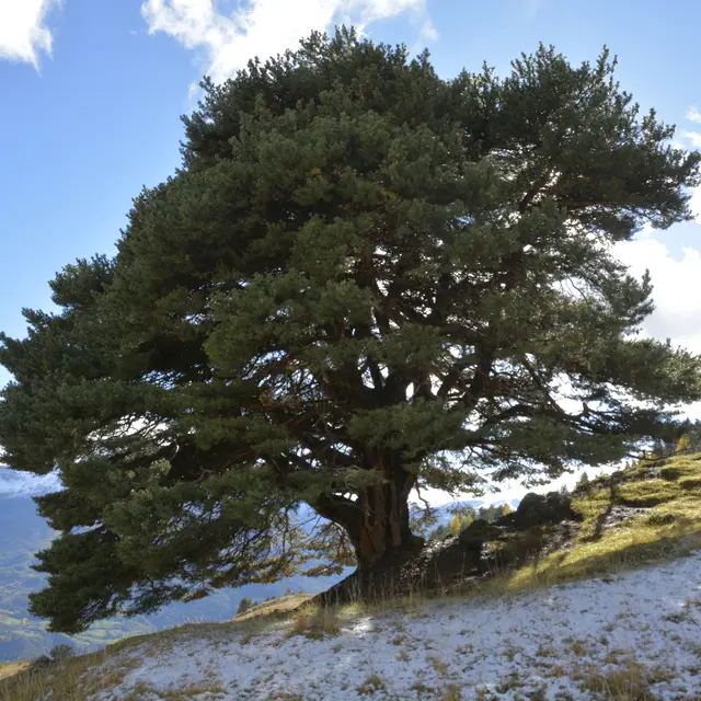 Conférence en plein-air : Communication des plantes et des arbres, une approche sensible et scientifique_Tende