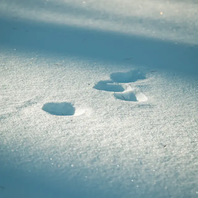 Journée de sensibilisation au Tétras -Lyre_Risoul