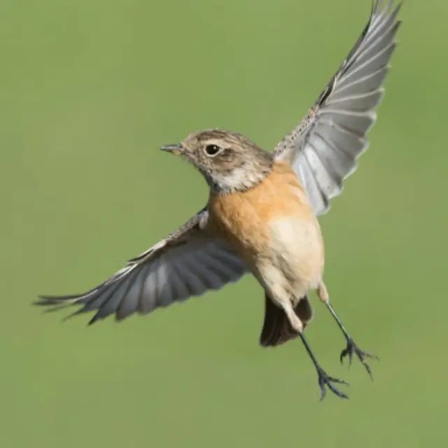 Conférence : Les pouvoirs extraordinaires des oiseaux_Gréoux-les-Bains