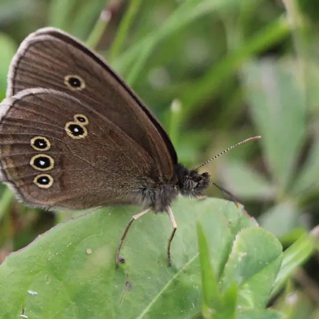 conférence préserver la biodiversité, les bons réflexes