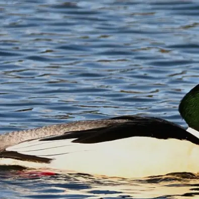 Activité enfant 4-7 ans / 8-13 ans : La  harle bièvre, un plongeur hors-pair ! au Marais de Lavours_Ceyzérieu
