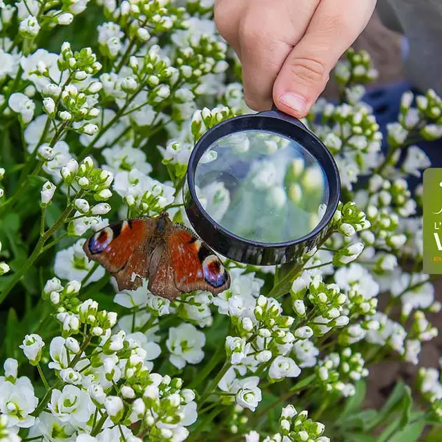 Les papillons à la loupe